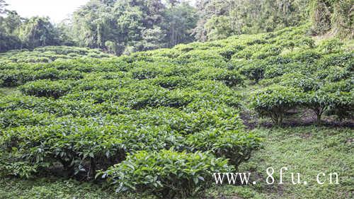 白牡丹茶～茶中珍品