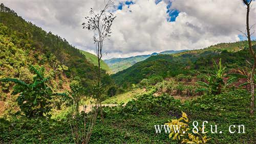 福建茶业有限公司排名