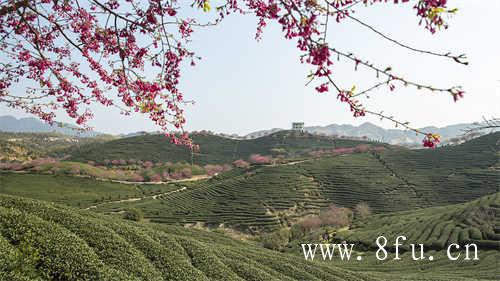 八马白牡丹饼状茶对消化有作用