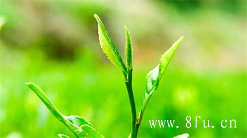 松溪九龙大白茶的生态茶产业链