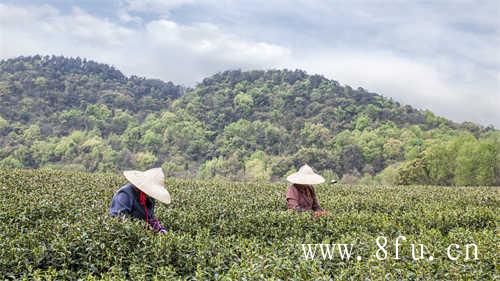 福鼎白茶野茶银针