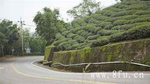 春茶与秋茶的区别你知道吗