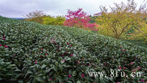 白茶的冲泡方法你知道多少