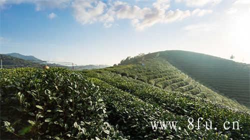 新工艺白茶怎么泡才好喝