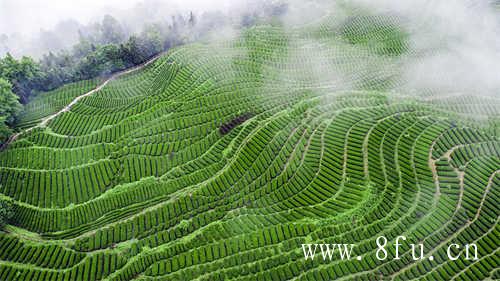 老白茶的价格为什么比新茶便宜