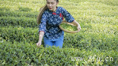 煮白茶冷水投茶还是热水投茶