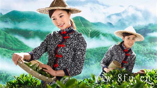 10年的福鼎白茶值多少钱一斤