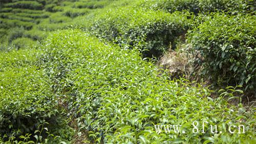 白茶压饼好还是散茶好