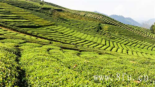 太姥山寻茶之行