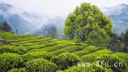 十年老白茶价格一般多少