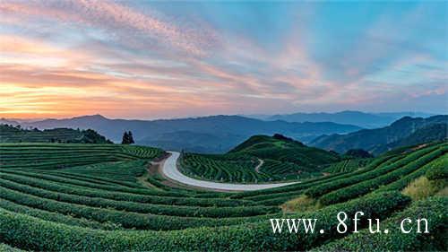 白茶寿眉特点