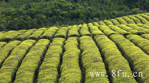 福鼎白茶饼茶哪种好