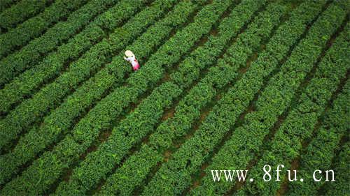 怡臻原研学栏目茶区研学