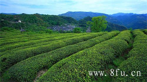 夏季饮茶有哪些好处