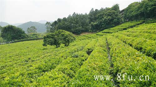 夏季饮茶有哪些好处