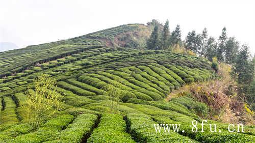 煮白茶冷水投茶还是热水投茶
