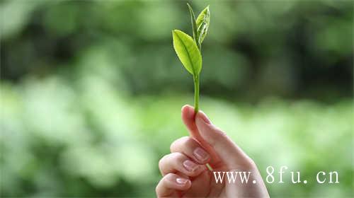 煮老白茶用什么壶比较好