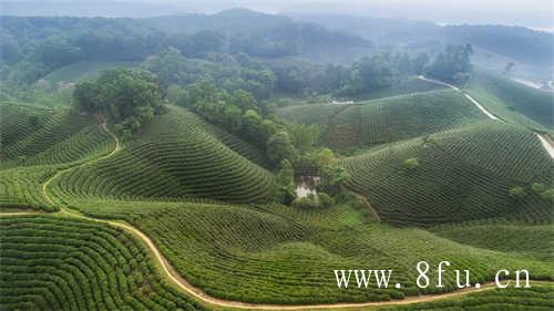 白茶的核心产区在哪里