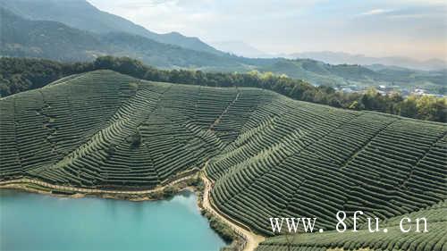 八马白牡丹饼状茶对消化有作用