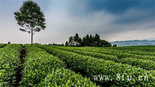 白茶的保存不论散茶或饼茶