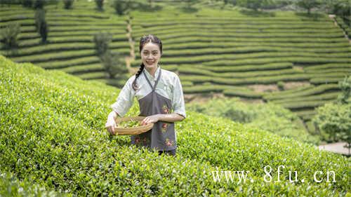 饼茶和散茶的区别