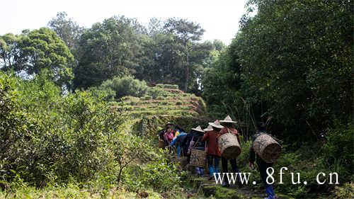 芳茗茶业福鼎市芳茗茶业有限公司