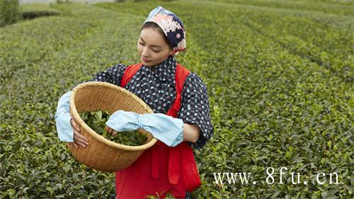 寿眉为什么被称为女人茶