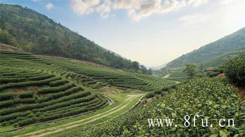 新茶的正确冲泡方式你知道吗