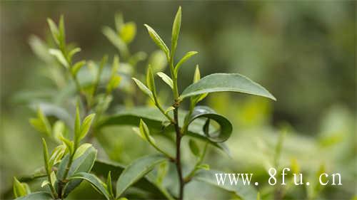 3年一级白牡丹茶价格是多少