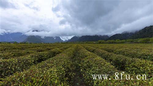 福鼎白茶白毫银针收藏价值