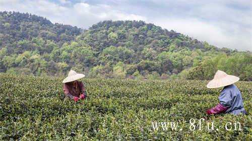 福鼎大白茶和福鼎大毫茶