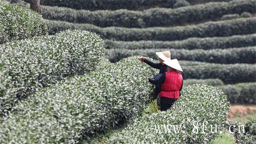 福鼎白茶的白茶属性目前