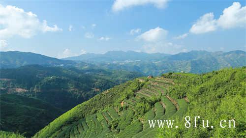 白茶中品质最差的茶叶是哪一种