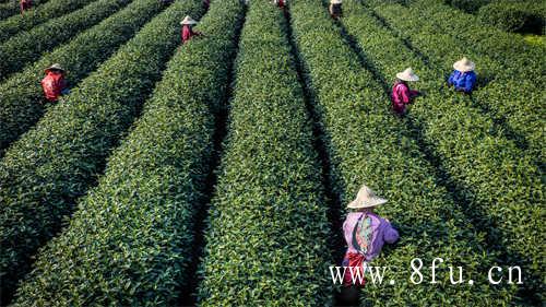 茶叶保质期之前判若两茶