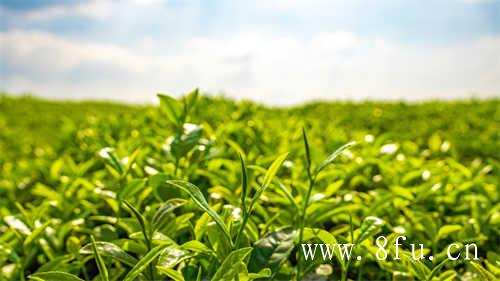 白茶的功效与作用白茶是什么茶