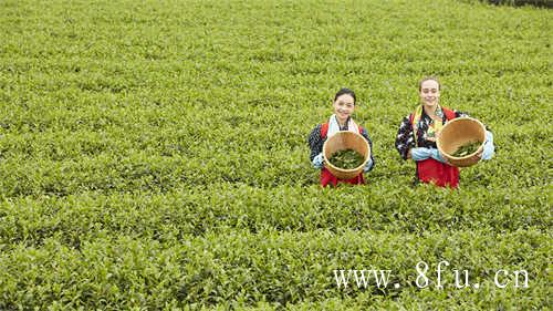 福鼎白茶是什么茶