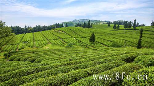 福建白茶银针茶饼