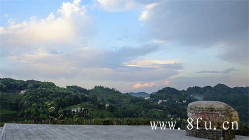 福建天湖的相容圆镜老白茶