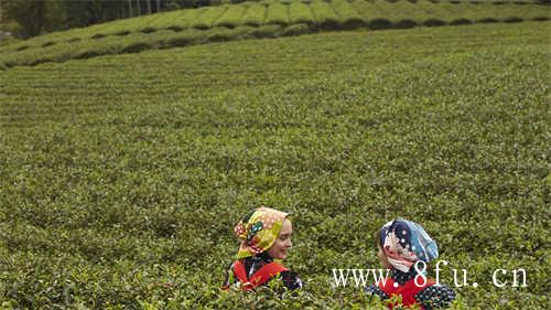 新茶的正确冲泡方式你知道吗