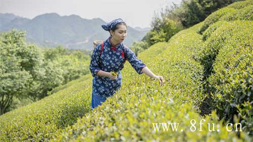 正宗福鼎白茶贡眉