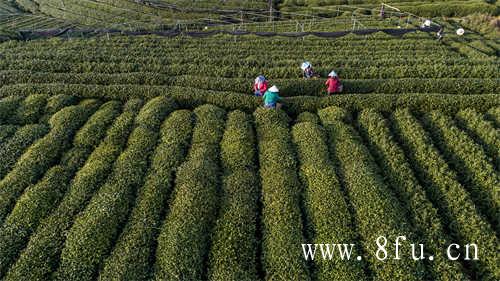 高山寿眉茶饼白茶