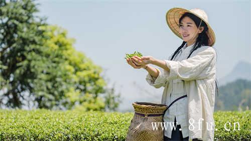 福鼎白茶平地茶与高山茶的差异