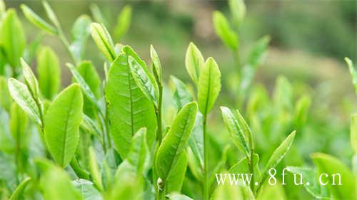 福鼎白茶茶饼存放方法