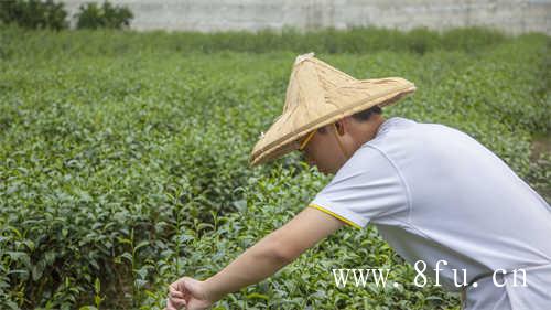 菊花茶怎么泡