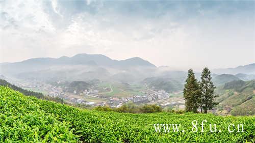 2019白露寿眉散茶和饼茶的区别