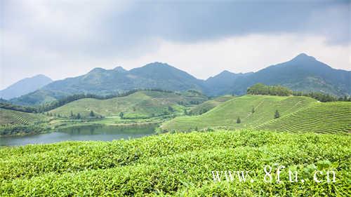 普洱茶到底是黑茶还是黑茶