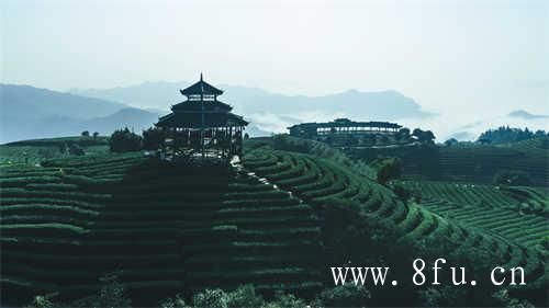 一壶清茶许流年丨半卷闲书慰平生