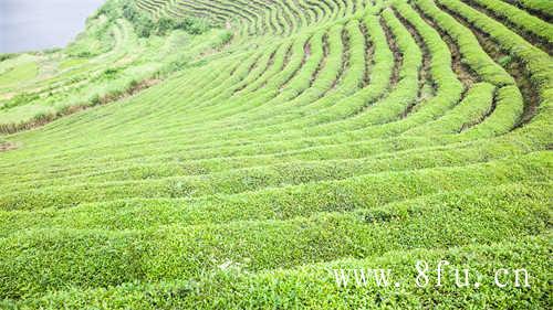 白茶的白牡丹新茶阶段花香馥郁