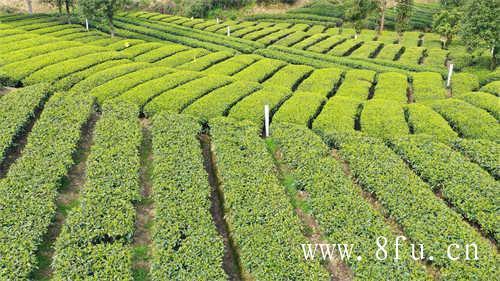 福鼎大毫茶产地及分布及分布