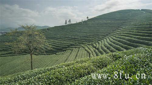 冬季适饮茶类中的黑茶